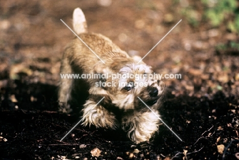 norfolk terrier, folly, 'kills' a piece of stick by shaking