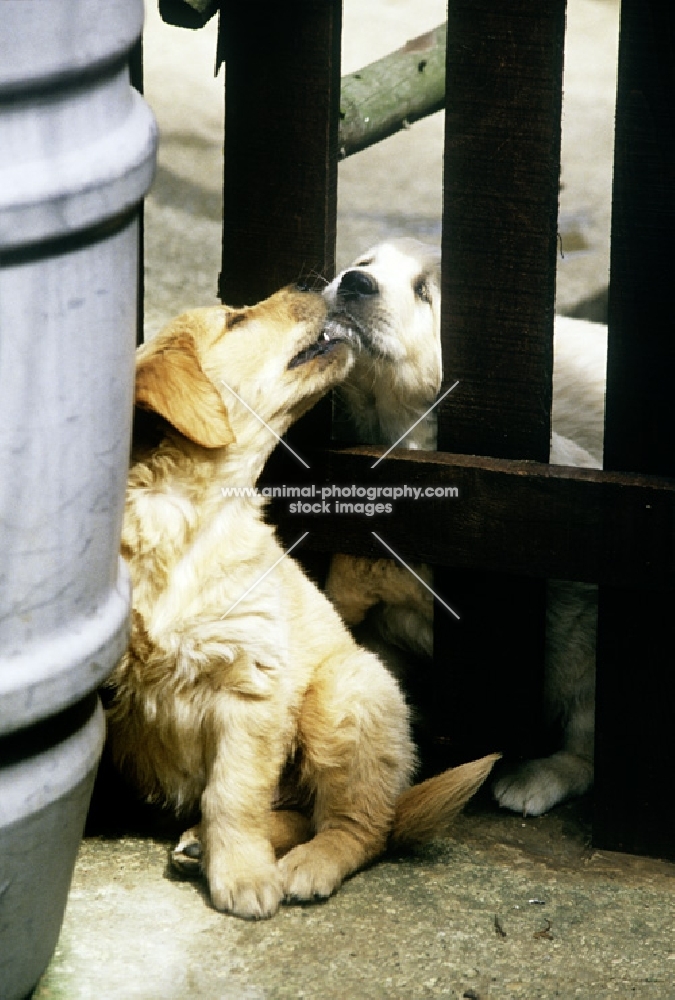 golden retriever puppy licking anoth dog's face through gate