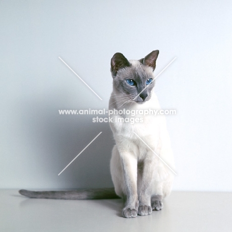 international champion lilac point siamese cat 