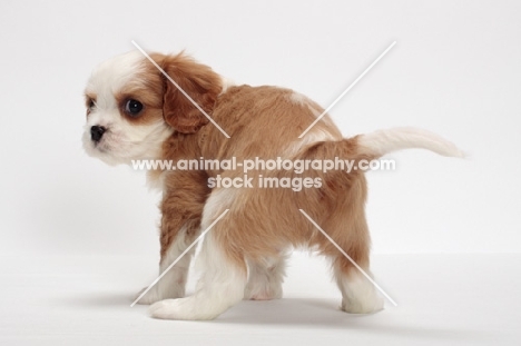 red and white Cavalier King Charles Spaniel, back view