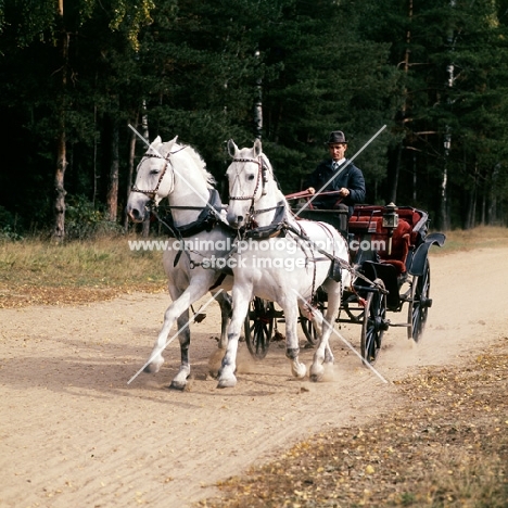 pair of orlov trotters in harness with vehicle in russia