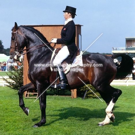 Dutch Courage, Jennie Loriston-Clarke's famous Dutch warm blood at Goodwood, Winner National Dressage Championships 6 times