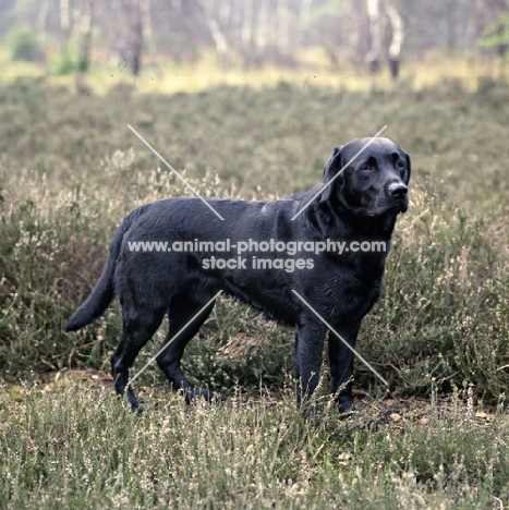 black labrador standing in heather, a grey scene