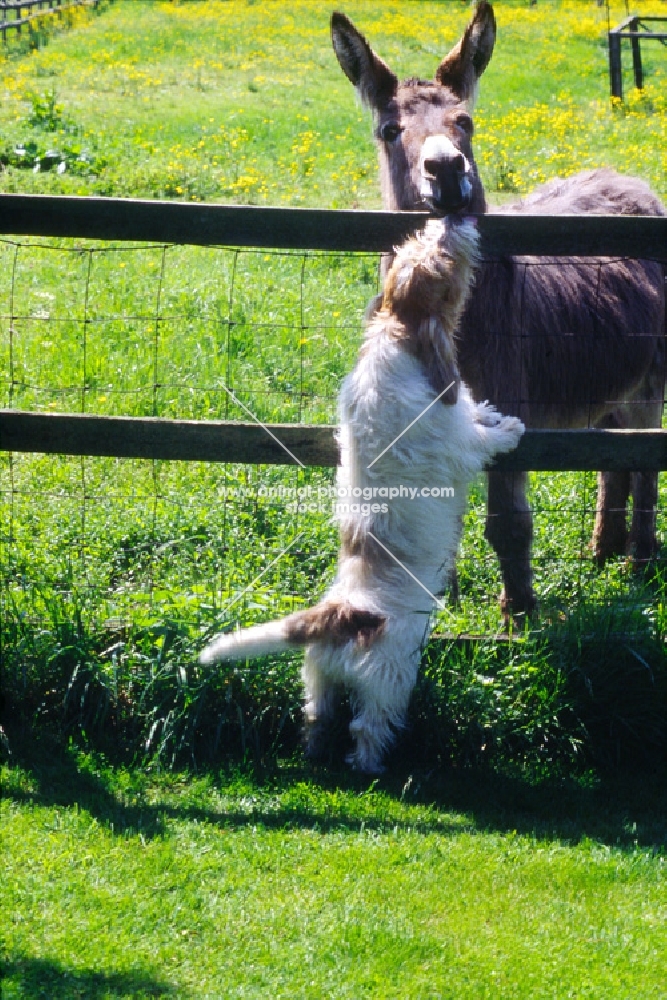 petit basset griffon vendeen chatting to a donkey