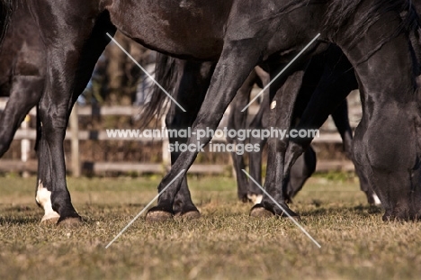 Egyptian Arabian grazing