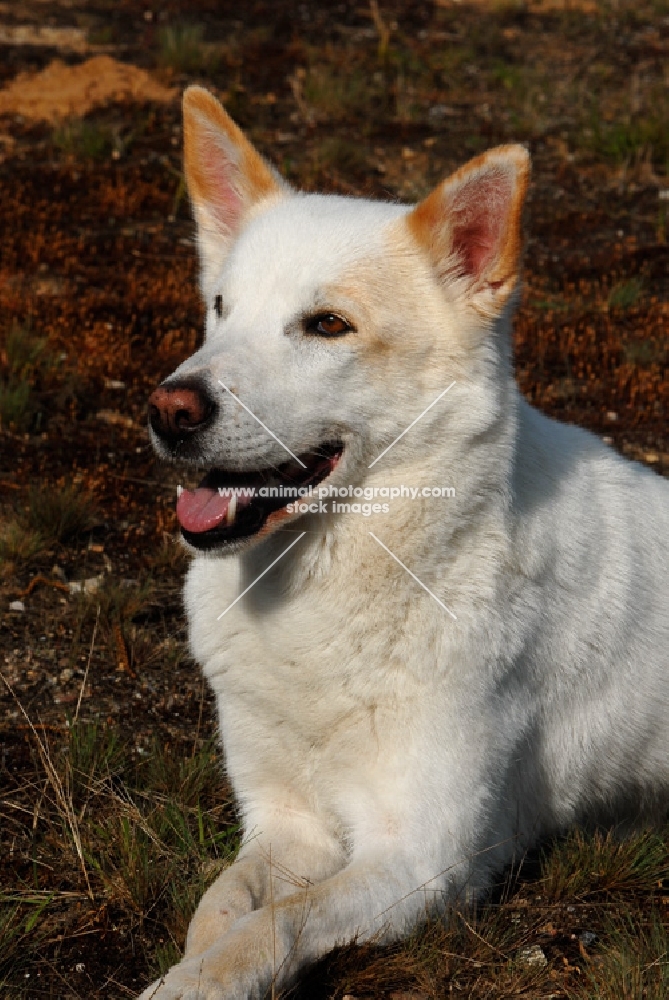 Canaan dog guard dog of israel