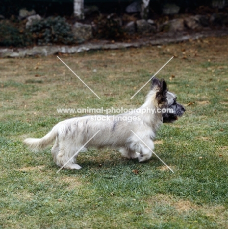 rangy skye terrier puppy on grass