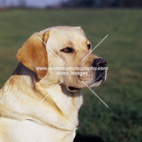 headshot of labrador
