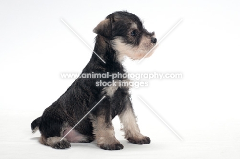 Miniature Schnauzer puppy, sitting down
