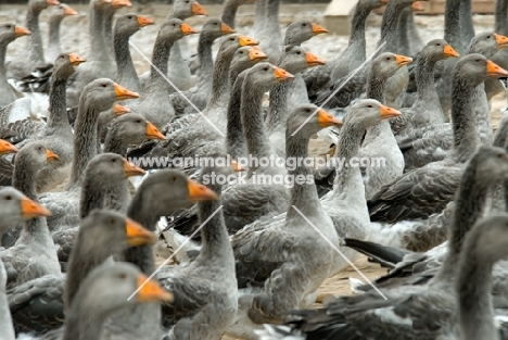 flock of toulouse geese in france
