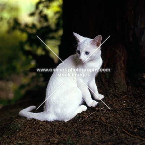 foreign white cat under a tree