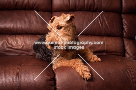 Welsh Terrier on couch