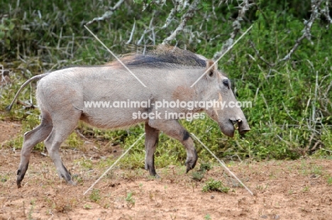 Warthog