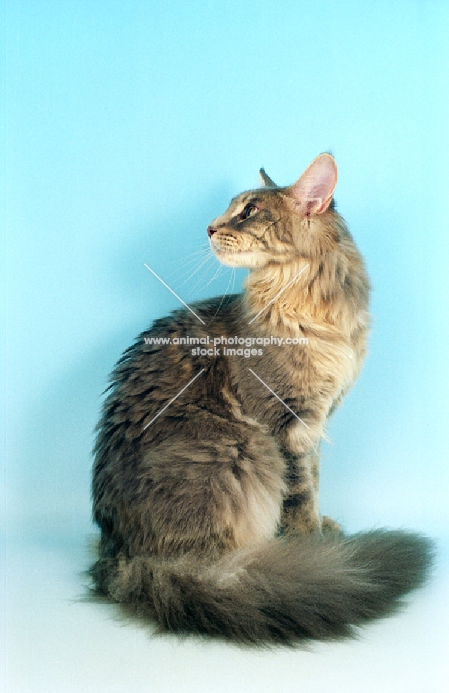 Blue Maine Coon