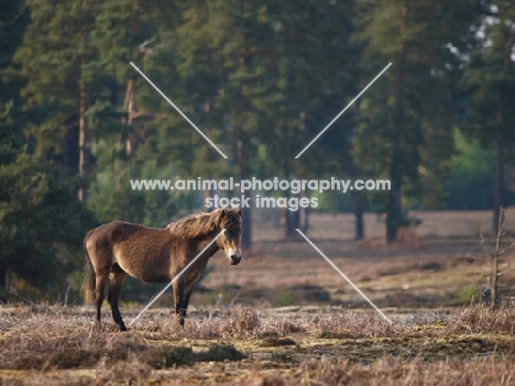 wild Exmoor Pony