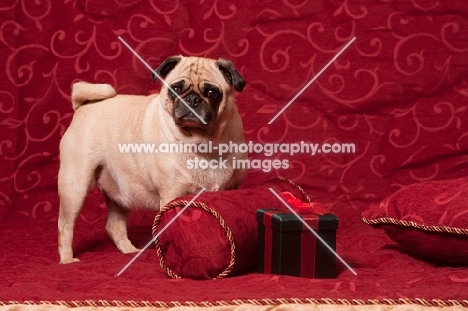 Pug near red cushions