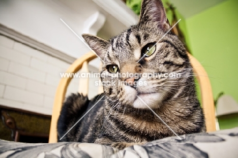 Tabby cat sitting on chair