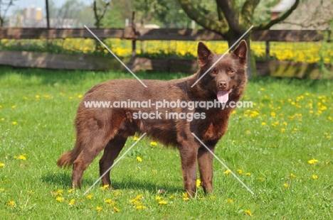 brown Australian Kelpie 