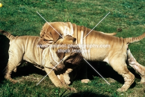 two shar pei puppies having a tussle