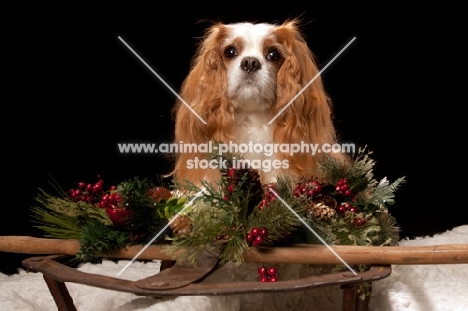 cavalier king charles spaniel at christmas