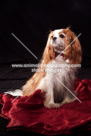 cavalier king charles spaniel on red sheet, dickie bow