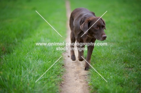 chocolate Labrador retriever walking on a path in a field