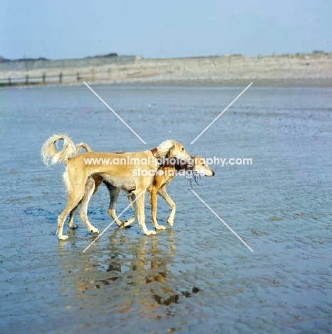 two saluki dogs walking along  beach