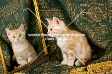 kitten looking at mirror