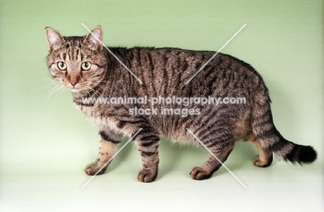 brown spotted European Shorthair