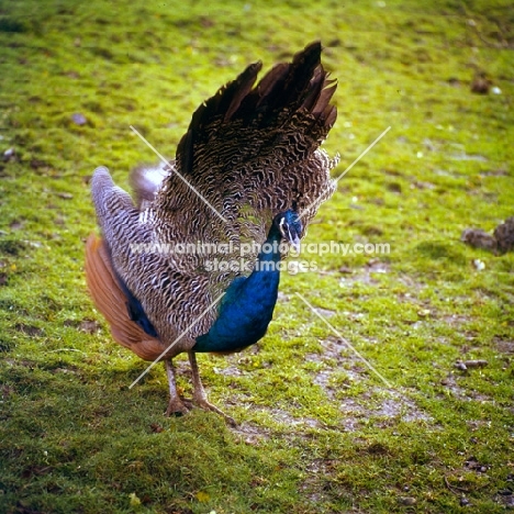 young indian blue peacock