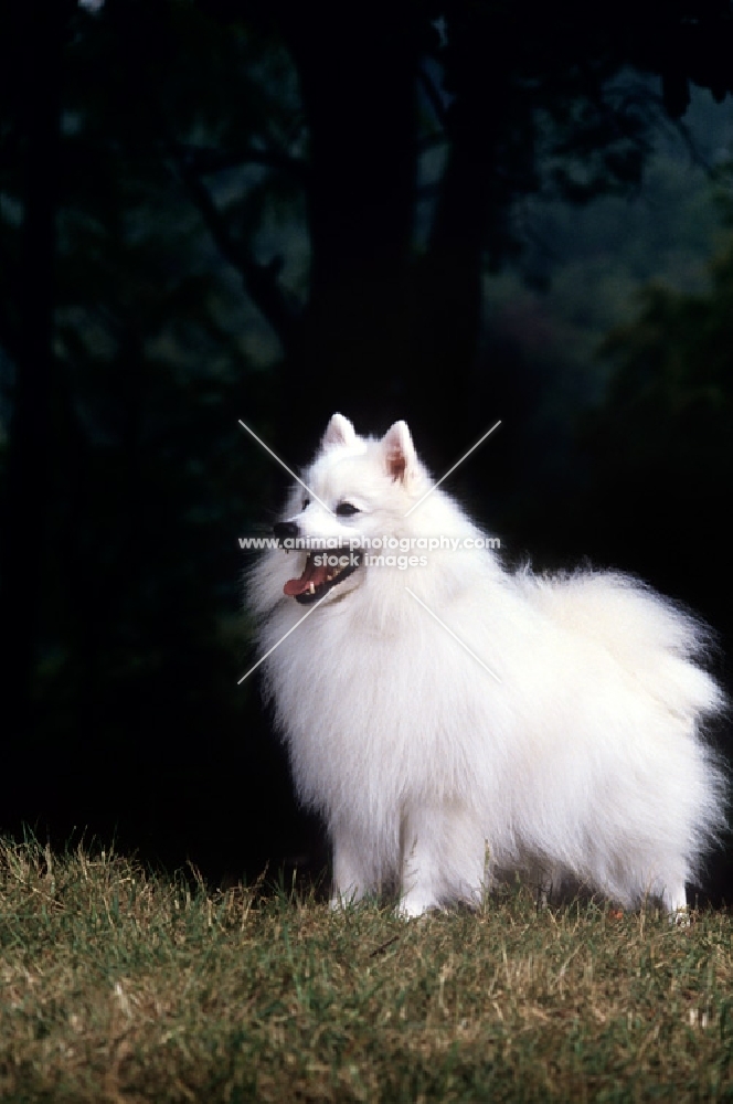 japanese spitz with mouth open