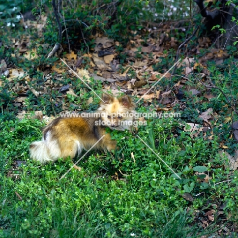 9 months old long coat chihuahua puppy in greenery