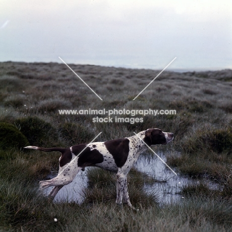  ch waghorn statesman, pointer on point in moorland with water
