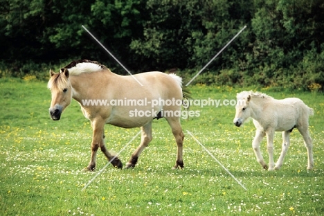 fjord pony walking with her foal