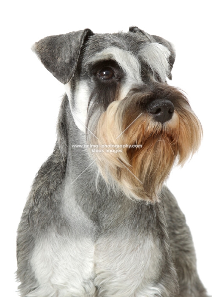 Miniature Schnauzer sitting on white background, portrait