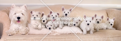 lots of West Highland White puppies on a couch