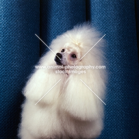 champion miradel camilla, white miniature poodle looking up