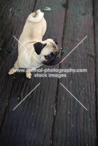 fawn Pug on wooden floor