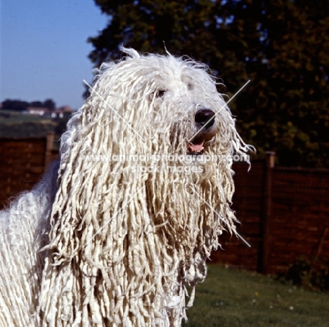  hercegvaros cica of borgvaale and loakespark (kitten) komondor head study