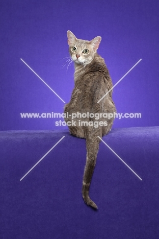 Australian Mist cat on periwinkle background, back view