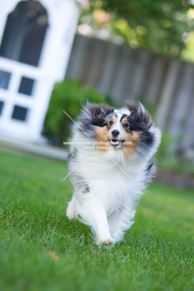 shetland sheepdog running in yard