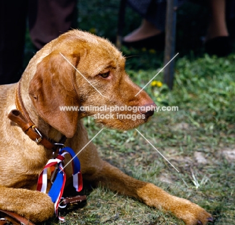 wire haired hungarian vizsla at world show vienna