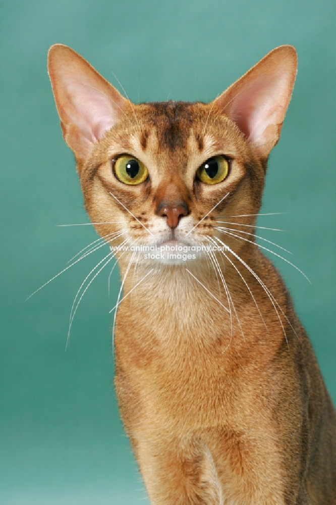 Ruddy Abyssinian, portrait, on green background