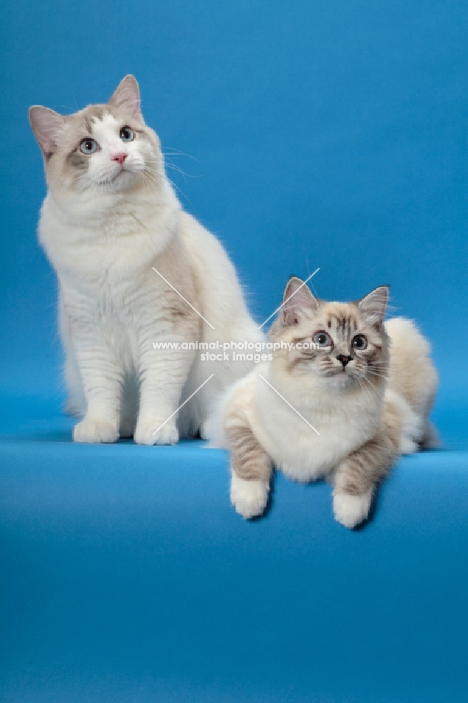 Ragdoll cats, Seal Lynx Point Mitted and Blue Lynx Point Bi-Color
