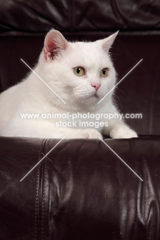 white Manx cat on sofa