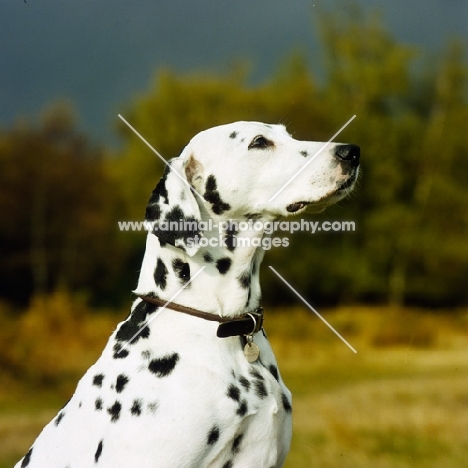 ravenswing fiorella of trumpeters (asta), dalmatian head portrait