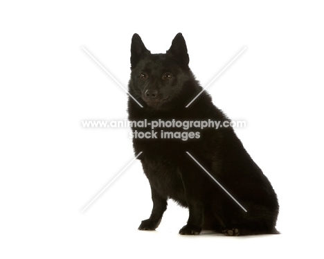 black Schipperke