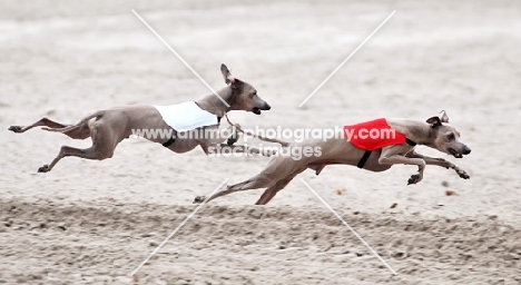 two Italian Greyhounds racing