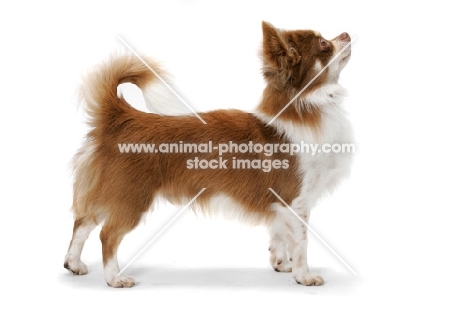 Chocolate & White Longhaired Chihuahua, Australian Champion