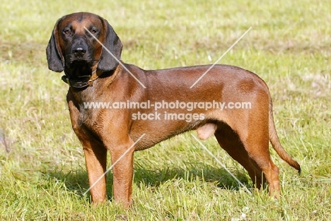 Bavarian Mountain Hound standing on grass